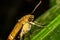 Pellucid hawk moth in close up view