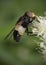 Pellucid Hoverfly feeding on white flower