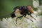 Pellucid Hoverfly feeding on white flower