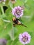 Pellucid hoverfly on flower