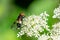 Pellucid Hoverfly Volucella pellucens resting on cow parsley flowers Anthriscus sylvestris