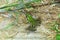 Pelophylax esculentus, Edible Frog, Rana Comune, Italy