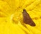 Pelopidas mathias, branded swifts, borbo cinnara, yellow flowers after