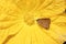 Pelopidas mathias, branded swifts, borbo cinnara, yellow flowers after