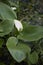 Peltandra virginica with white inflorescence