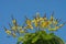 Peltophorum pterocarpum flower on the tree