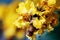 Peltophorum pterocarpum, known as copperpod, yellow-flamboyant, flametree, yellow poinciana flower blossoms close-up.