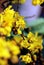 Peltophorum pterocarpum, known as copperpod, yellow-flamboyant, flametree, yellow poinciana flower blossoms close-up.