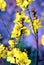 Peltophorum pterocarpum, known as copperpod, yellow-flamboyant, flametree, yellow poinciana flower blossoms close-up.