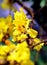 Peltophorum pterocarpum, known as copperpod, yellow-flamboyant, flametree, yellow poinciana flower blossoms close-up.