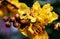 Peltophorum pterocarpum, known as copperpod, yellow-flamboyant, flametree, yellow poinciana flower blossoms close-up.