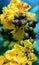 Peltophorum pterocarpum, known as copperpod, yellow-flamboyant, flametree, yellow poinciana flower blossoms close-up.