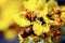 Peltophorum pterocarpum, known as copperpod, yellow-flamboyant, flametree, yellow poinciana flower blossoms close-up.