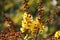 Peltophorum pterocarpum tree flowers and buds view in the garden