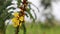Peltophorum pterocarpum or Yellow Poinciana flowers Fabaceae family, subfamily Caesalpiniodeae