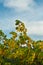 Peltophorum Tree `yellow Poinciana` in full bloom