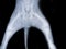 Pelvic fracture dog x ray flim