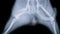 Pelvic fracture dog x ray flim