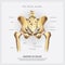 The Pelvic Girdle of Human Hip Bone Anatomy