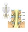 Pelvic nerve roots