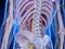 The pelvis anatomy