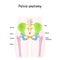 Pelvis anatomy. Color structure of pelvic skeleton