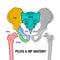 Pelvis Anatomy Scheme