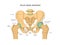 Pelvis Bone anatomy. Sacrum Ischium pubis and ilium.
