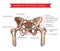 Pelvis bones, human anatomy vector sketch