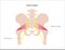 Pelvis bones and muscle