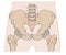 The pelvis consists of the sacrum, the coccyx,the ischium, the ilium, and the pubis.