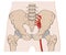 The pelvis consists of the sacrum, the coccyx,the ischium, the ilium, and the pubis.