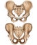 Pelvis hip illustration front and rear view  isolated on white background