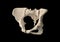 Pelvis, Human skeleton, Female Pelvic Bone anatomy, hip, 3D artwork, Bones Anatomy View, black background