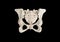 Pelvis, Human skeleton, Female Pelvic Bone anatomy, hip, 3D artwork, Bones Labeled Anatomy top View, black background,render