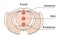 Pelvis medical illustration showing front, anterior, mid, & posterior