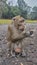 Pemalang, Central Java, March 5, 2022. a monkey sitting waiting for park visitors to feed