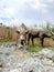 Pemalang, Indonesia, April 10, 2023. Photograph of a herd of buffaloes in the grasslands and flat expanse of Indonesia.