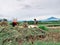 Pemalang, Indonesia, April 13, 2023. Photo of Indonesian rice farming harvest with green fields, nature concept.