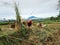 Pemalang, Indonesia, April 13, 2023. Photo of Indonesian rice farming harvest with green fields, nature concept.