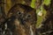 Pemba Dwergooruil, Malagasy Scops-Owl, Otus rutilus