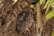 Pemba Dwergooruil, Malagasy Scops-Owl, Otus rutilus