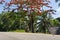 PEMBA, TANZANIA - JANUARY 2020: Red Blooming Flamboyant tree near road with Black African People are Moving by. Red