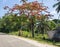 PEMBA, TANZANIA - JANUARY 2020: Red Blooming Flamboyant tree near road with Black African People are Moving by. Red