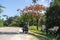 PEMBA, TANZANIA - JANUARY 2020: Red Blooming Flamboyant tree near road with Black African People are Moving by. Red