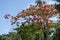 PEMBA, TANZANIA - JANUARY 2020: Red Blooming Flamboyant tree near road with Black African People are Moving by. Red