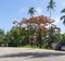 PEMBA, TANZANIA - JANUARY 2020: Red Blooming Flamboyant tree near road with Black African People are Moving by. Red