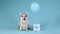 The Pembrek Welsh Corgi sits, then lies down, next to the gift to which the balloon is tied. The pet is posing in the