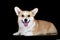 Pembroke corgi