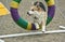 Pembroke Corgi Agility Dog Performing the Tire Jump